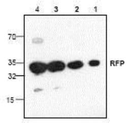 RFP Antibody, Novus Biologicals 0.025 mg; Unconjugated:Antibodies, Polyclonal